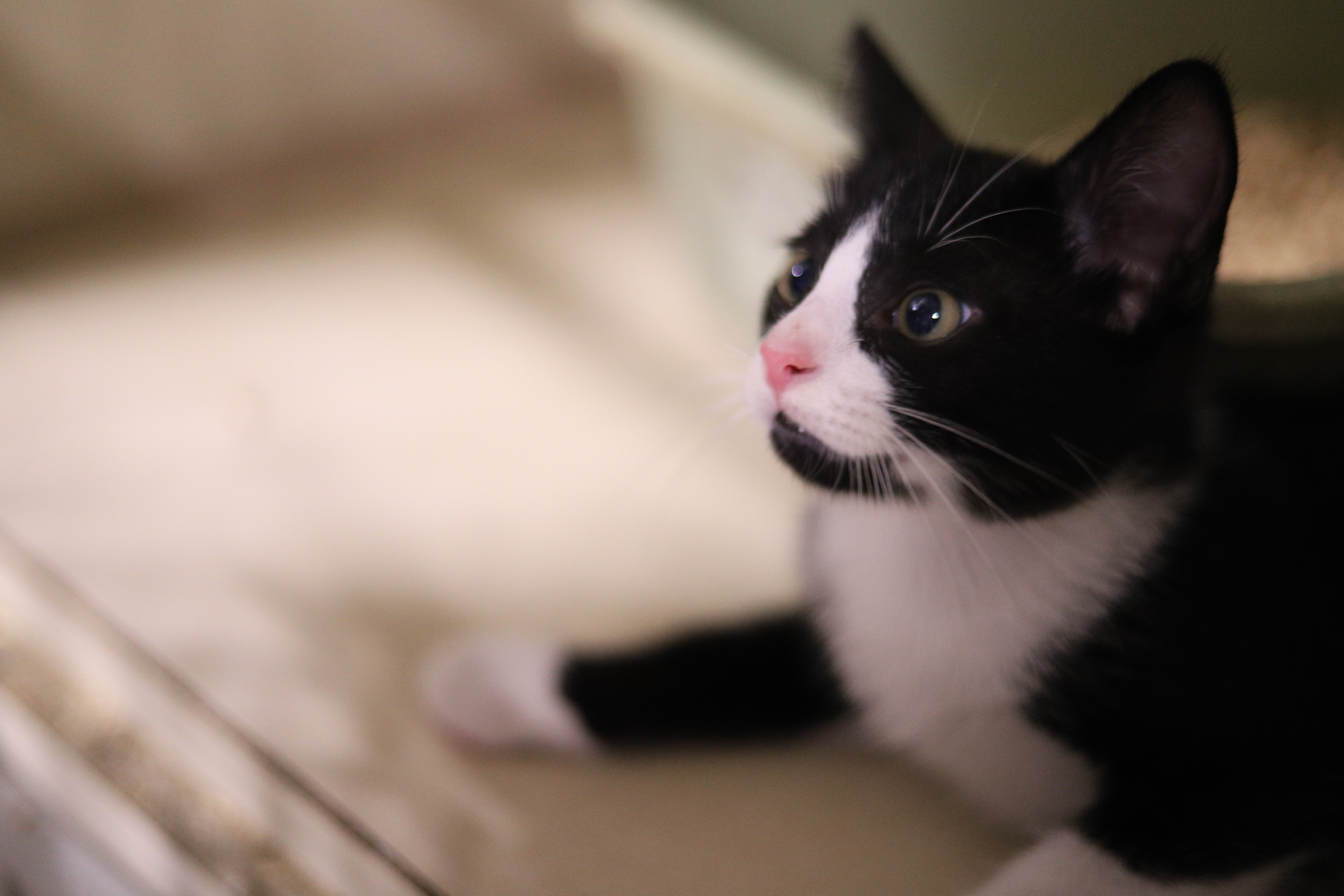 Society for the Prevention of Cruelty to Animals (SPCA)